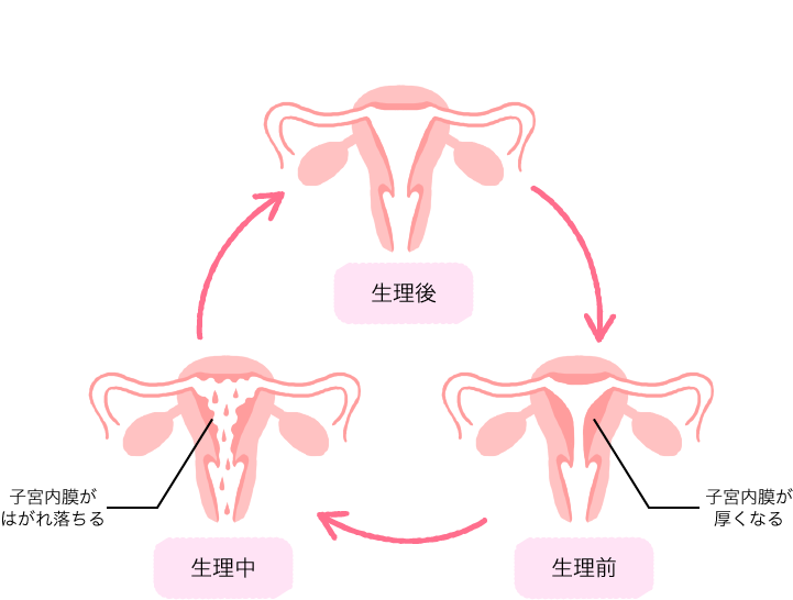 生理前 子宮内膜が厚くなる → 生理中 子宮内膜がはがれ落ちる → 生理後