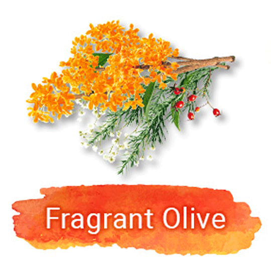Fragrant Olive